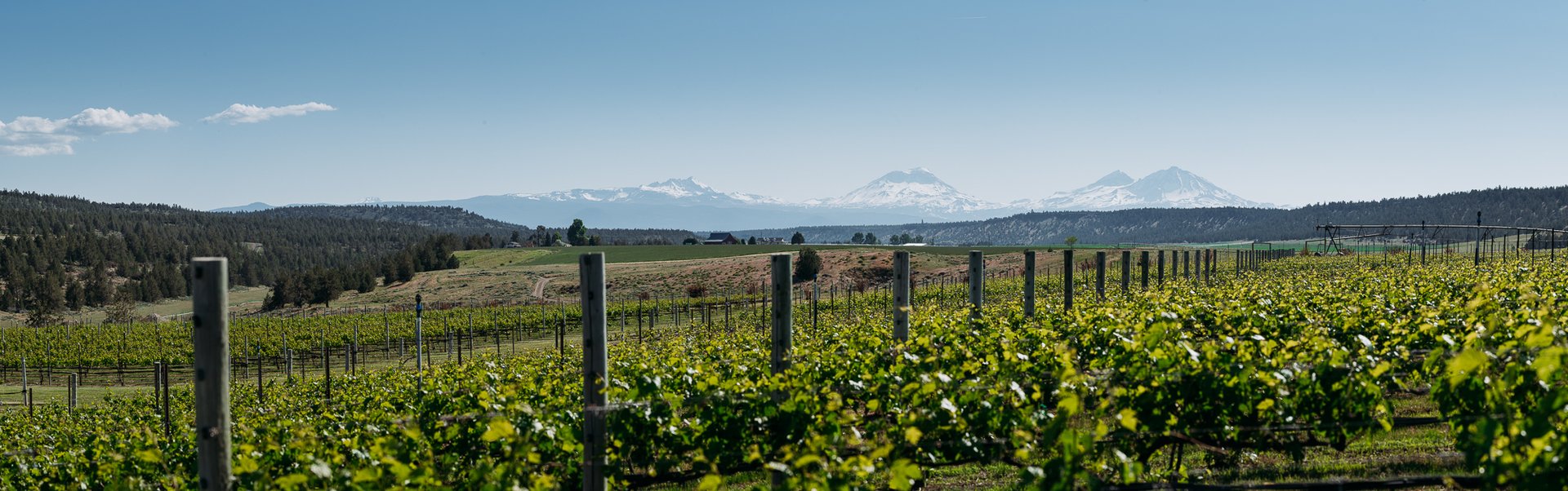 Faith, Hope & Charity vineyard rows