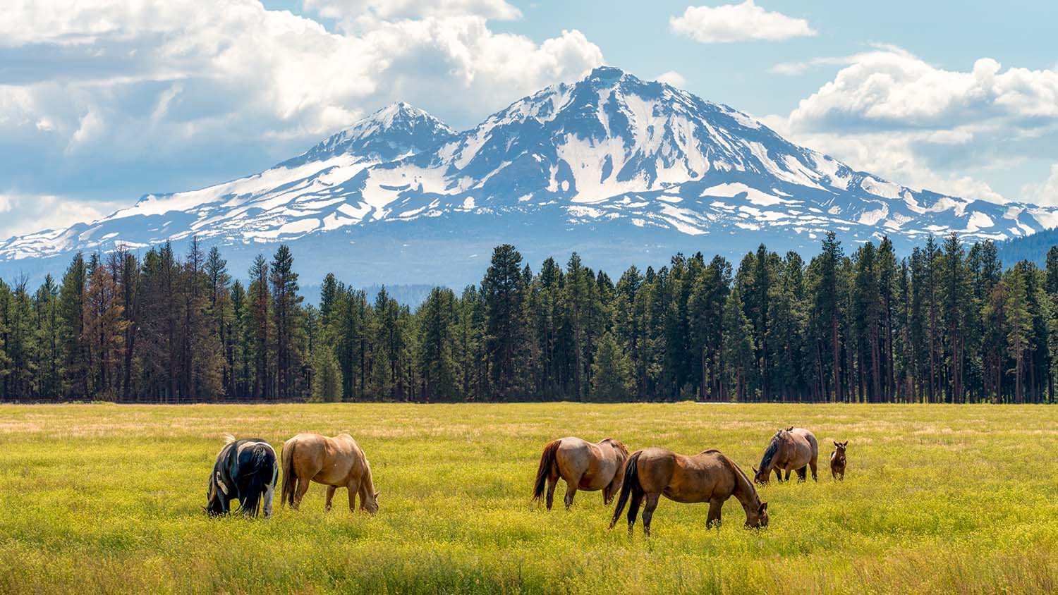 Horses grazing in front of the Three Sisters volcanic peaks in summer