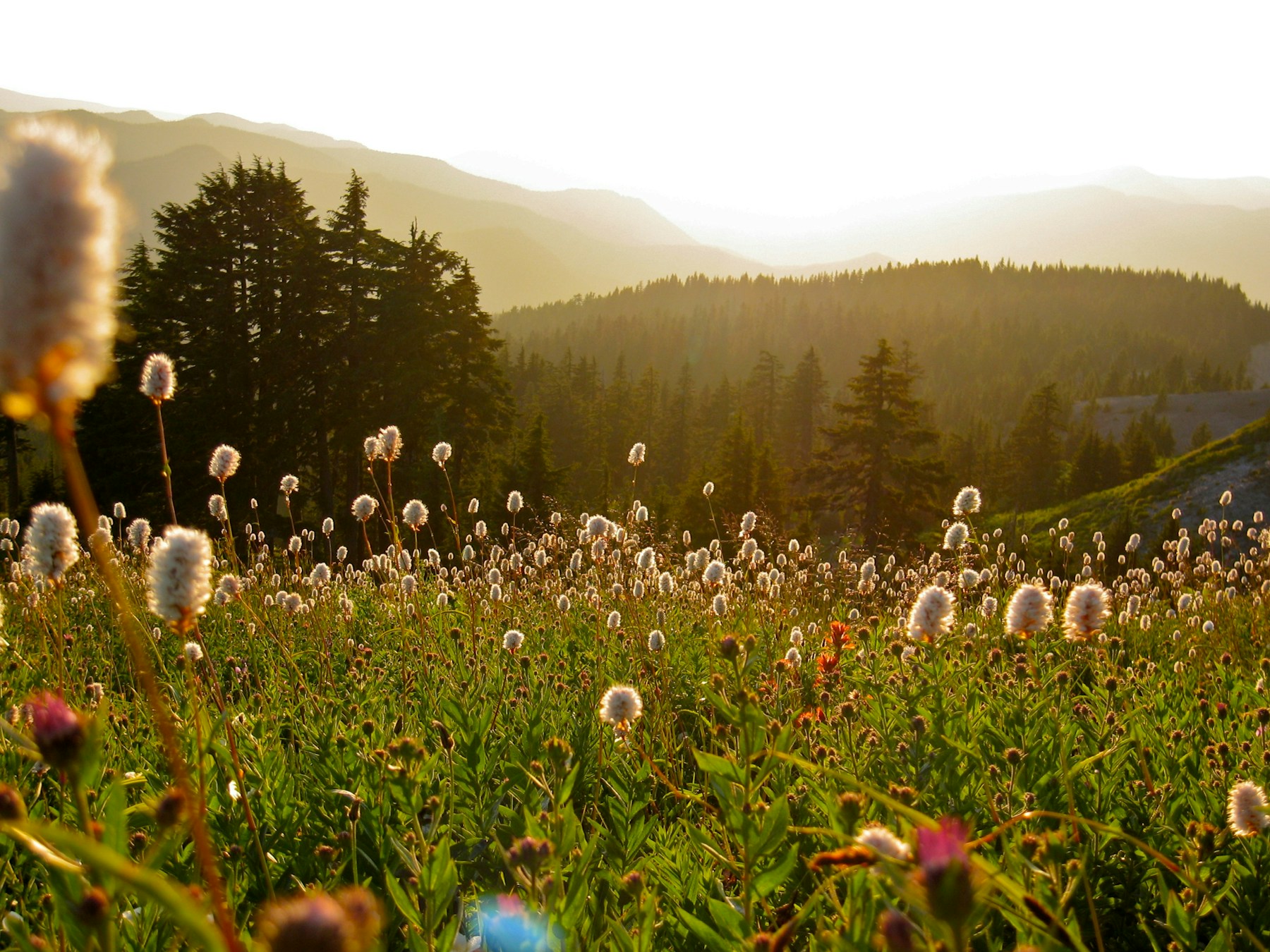 Wildflowers blooming across a high-desert meadow